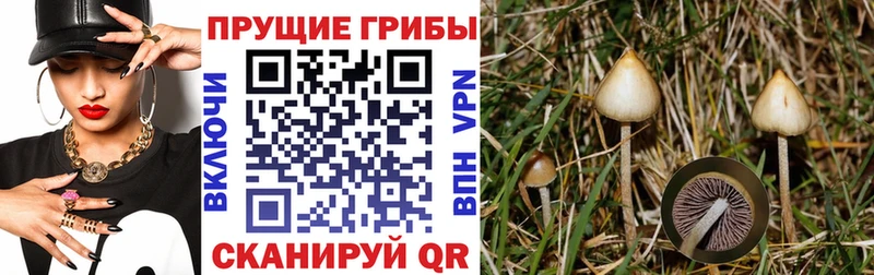 цены   Дагестанские Огни  OMG как зайти  Псилоцибиновые грибы MAGIC MUSHROOMS 